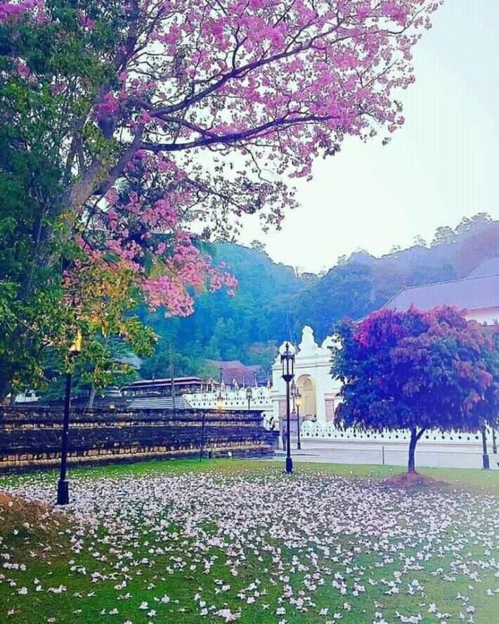 Grand Orchid Residence Kandy Exterior photo